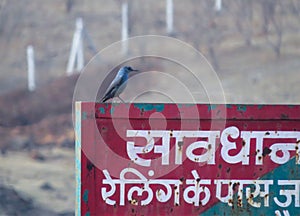 Blue Rock Thrush Bird Sitting on Warning Sign Board