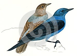 Blue Rock Thrush couple (Monticola solitarius)