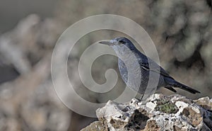 Blue Rock-thrush, Greece