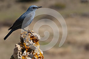 Blue Rock Thrush in his habitat, Monticola solitarius