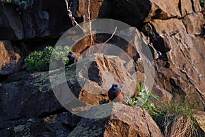 Blue Rock Thrush Hokkaido Japan