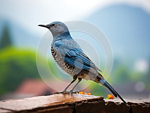 Blue rock thrush  Made With Generative AI illustration