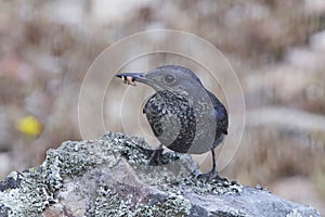 Blue Rock Thrush Monticola solitarius