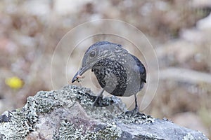 Blue Rock Thrush Monticola solitarius