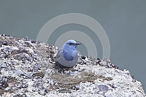 Blue Rock Thrush Monticola solitarius