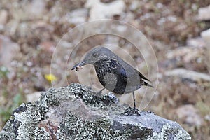 Blue Rock Thrush Monticola solitarius