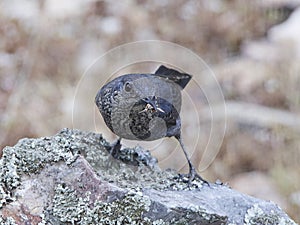 Blue Rock Thrush Monticola solitarius