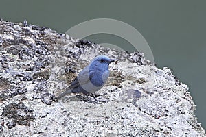Blue Rock Thrush Monticola solitarius