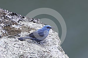 Blue Rock-thrush Monticola solitarius