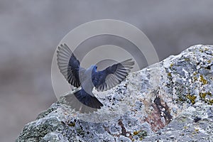 Blue rock thrush Monticola solitarius