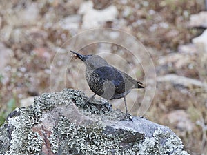 Blue rock thrush Monticola solitarius