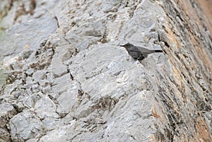 Blue Rock Thrush, Monticola solitarius