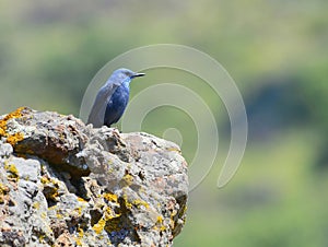 The blue rock thrush (Monticola solitarius).