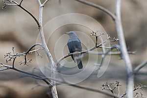 Blue rock thrush, Monticola solitarius