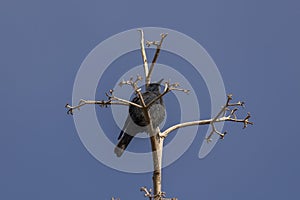 Blue rock thrush, Monticola solitarius