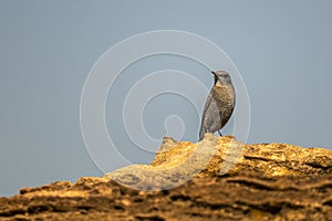 Blue rock thrush, Monticola solitarius