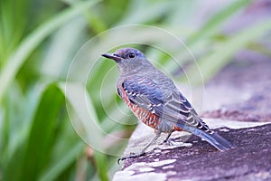 Blue Rock Thrush-Monticola solitarius