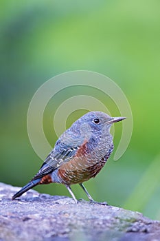 Blue Rock Thrush-Monticola solitarius