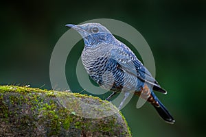 Blue rock thrush(Monticola solitarius)