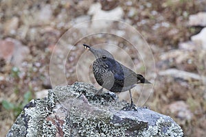 Blue rock thrush Monticola solitarius