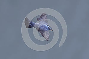 Blue rock thrush Monticola solitarius