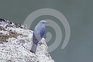 Blue rock thrush Monticola solitarius