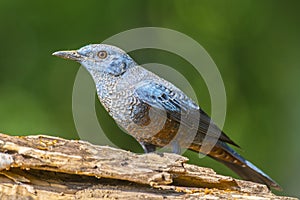 Blue Rock-Thrush (Monticola solitarius), Bird