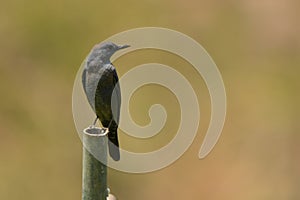 Blue rock thrush / Monticola solitarius. Birds wintering in the Middle East