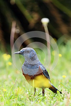 The blue rock thrush Monticola solitarius philippensis sitting in the grass. A large blue bird with a red belly sits on the
