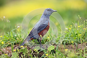 The blue rock thrush Monticola solitarius philippensis sitting in the grass. A large blue bird with a red belly sits on the