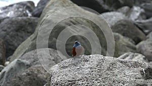 Blue rock thrush monticola solitarius sitting on rocky stones