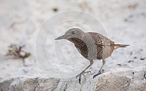 Blue Rock Thrush on Rock