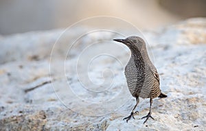 Blue Rock Thrush on Rock