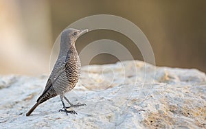 Blue Rock Thrush on Rock