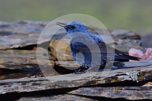 Blue rock thrush on rocks planks.