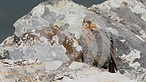 Blue rock thrush on rocks planks.