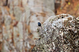 Blue rock thrush upon the rocks of Salto del Gitano, Spain