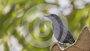 Blue Rock Thrush on Roof