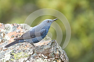 Blue rock thrush standing on a rock