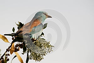 Blue roller perched on a tree