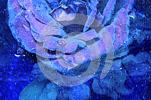 Blue Rose photo