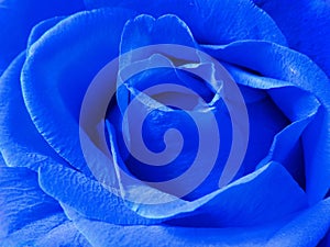 Blue rose