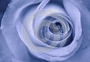 Blue Rose