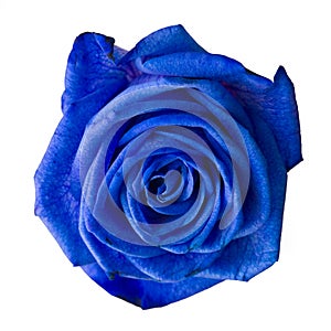 Blue rose.