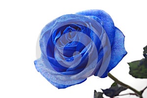 Blue rose