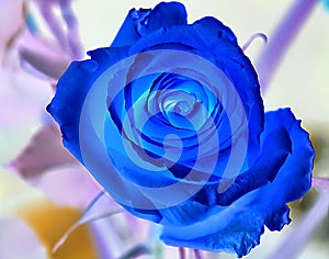 Blue rose