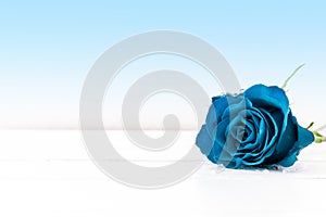 A blue rose