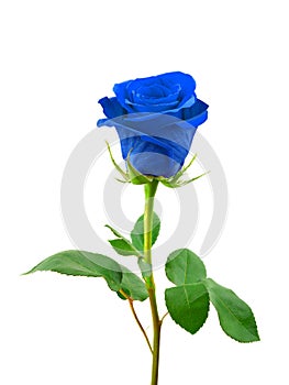 Blue rose