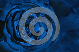 Blue rose in classic blue background color. For postcards, packages. Trend color