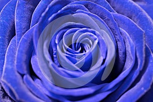 blue rose closeup background